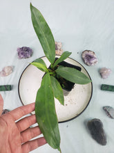 Load image into Gallery viewer, Gageana Aurea, Exact Plant, variegated Alocasia