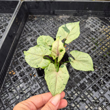 Load image into Gallery viewer, Syngonium Green Splash, Exact Plant Variegated Ships Nationwide