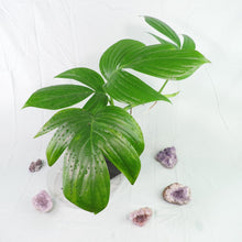 Load image into Gallery viewer, Rhaphidophora Decursiva, Dragon Tail. no shipping: ca,az,tx,la