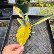 Load image into Gallery viewer, Philodendron Caramel Marble, Exact Plant Variegated Ships Nationwide