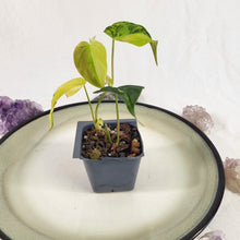Load image into Gallery viewer, Philodendron Hederaceum Micans Aurea, 2.5” pot, Fedex 2 day*