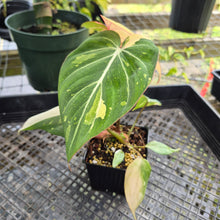 Load image into Gallery viewer, Philodendron Gloriosum variegated, Exact Plant Ships Nationwide