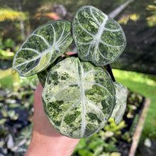 Load image into Gallery viewer, Alocasia Ninja Tricolor Splash, Black Velvet Variegated 2.5" pot, Fedex 2day*