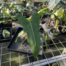 Load image into Gallery viewer, Philodendron Simmondsii exact plant, Fedex 2day