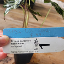 Load image into Gallery viewer, Alocasia sanderiana 'Nobilis' Aurea, Exact Plant Ships Nationwide