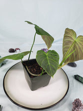 Load image into Gallery viewer, Splendid, Exact Plant, Philodendron