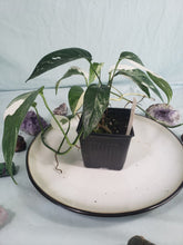 Load image into Gallery viewer, Pinnatum Albo, Exact Plant, Epipremnum