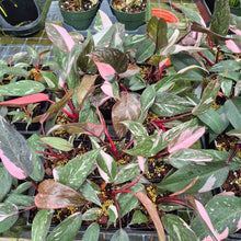 Load image into Gallery viewer, Philodendron Pink Princess Galaxy Variegated 4" pot, Fedex 2day*
