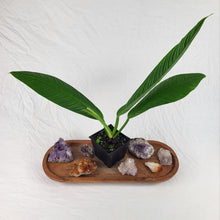 Load image into Gallery viewer, Philodendron Campii Lynette, Exact Plant Ships Nationwide