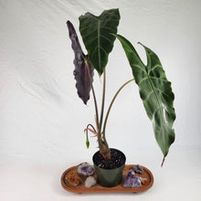Load image into Gallery viewer, Alocasia Longiloba, Denudata, Exact Plant