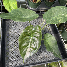 Load image into Gallery viewer, Alocasia Wentii Pink Splash Variegated exact plant, Fedex 2day*