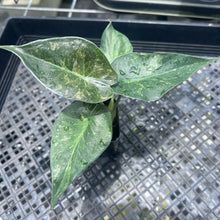 Load image into Gallery viewer, Alocasia Wentii Pink Splash Variegated 2.5" pot, Fedex 2day*