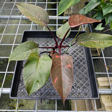 Load image into Gallery viewer, Philodendron Orange Princess, Exact Plant Variegated