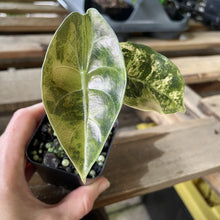 Load image into Gallery viewer, Alocasia Sedenii Aurea Variegated exact plant, Fedex 2day*
