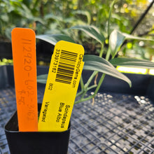 Load image into Gallery viewer, Scindapsus Blue Albo, Exact Plant Variegated Ships Nationwide