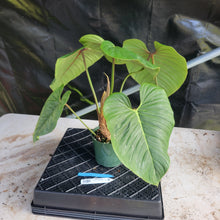Load image into Gallery viewer, Philodendron Sodiroi True Form, Exact Plant Ships Nationwide