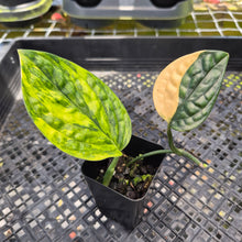 Load image into Gallery viewer, Monstera Peru "Karstenianum", Exact Plant Variegated Ships Nationwide