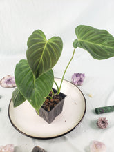 Load image into Gallery viewer, Philodendron Splendid, Exact Plant