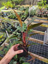 Load image into Gallery viewer, Philodendron Red Congo 4" pot, Fedex 2day*