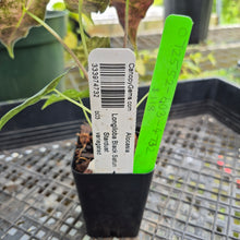 Load image into Gallery viewer, Alocasia Longiloba Black Satun Stardust Variegated, Exact Plant Ships Nationwide