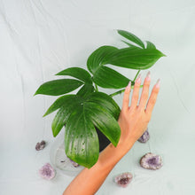 Load image into Gallery viewer, Rhaphidophora Decursiva, Dragon Tail. no shipping: ca,az,tx,la