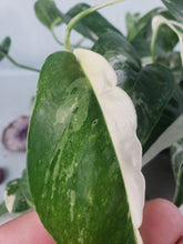 Load image into Gallery viewer, Epipremnum Pinnatum Albo, Exact Plant Variegated