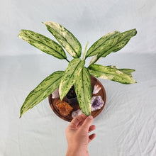 Load image into Gallery viewer, Aglaonema Ice Queen, Silver Queen Variegated 4" pot, Fedex 2day*