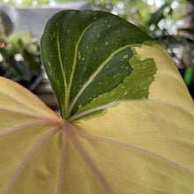 Load image into Gallery viewer, Philodendron Gloriosum variegated type 2, exact plant, Fedex 2day*