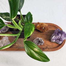 Load image into Gallery viewer, Monstera Standleyana Aurea Variegated 4" pot, Fedex 2 day*