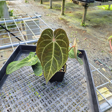 Load image into Gallery viewer, Anthurium Magnificum x Papillilaminum Exact Plant