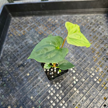 Load image into Gallery viewer, Anthurium Papillilaminum Fort Sherman X ( FS X Ralph Lynam), Exact Plant 2.5" Ships Nationwide