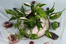 Load image into Gallery viewer, Variegated Epipremnum Pinnatum Albo, 5 plant pot, exact plant, ships nationwide