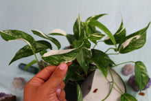 Load image into Gallery viewer, Variegated Epipremnum Pinnatum Albo, 5 plant pot, exact plant, ships nationwide