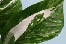 Load image into Gallery viewer, Variegated Epipremnum Pinnatum Albo, 5 plant pot, exact plant, ships nationwide