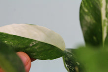 Load image into Gallery viewer, Variegated Epipremnum Pinnatum Albo, 5 plant pot, exact plant, ships nationwide