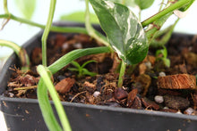 Load image into Gallery viewer, Variegated Epipremnum Pinnatum Albo, 5 plant pot, exact plant, ships nationwide