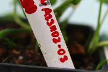 Load image into Gallery viewer, Variegated Epipremnum Pinnatum Albo, 5 plant pot, exact plant, ships nationwide