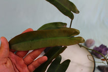 Load image into Gallery viewer, Philodendron Atabapoense, exact plant, ships nationwide