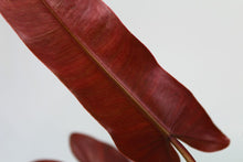 Load image into Gallery viewer, Philodendron Atabapoense, exact plant, ships nationwide