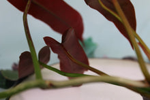 Load image into Gallery viewer, Philodendron Atabapoense, exact plant, ships nationwide