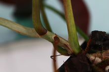 Load image into Gallery viewer, Philodendron Atabapoense, exact plant, ships nationwide