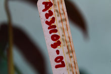 Load image into Gallery viewer, Philodendron Atabapoense, exact plant, ships nationwide