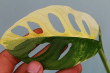 Load image into Gallery viewer, Variegated Monstera Adansonii Albo, exact plant, ships nationwide