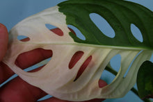 Load image into Gallery viewer, Variegated Monstera Adansonii Albo, exact plant, ships nationwide
