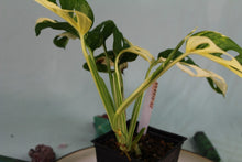 Load image into Gallery viewer, Variegated Monstera Adansonii Albo, exact plant, ships nationwide