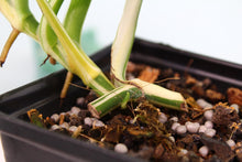 Load image into Gallery viewer, Variegated Monstera Adansonii Albo, exact plant, ships nationwide