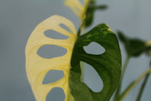 Load image into Gallery viewer, Variegated Monstera Adansonii Albo, exact plant, ships nationwide