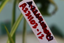 Load image into Gallery viewer, Variegated Monstera Adansonii Albo, exact plant, ships nationwide