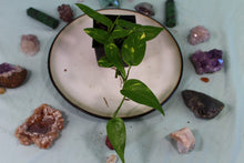 Load image into Gallery viewer, Variegated Epipremnum Pinnatum Yellow Flame Exact Plant