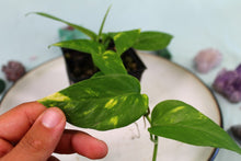 Load image into Gallery viewer, Variegated Epipremnum Pinnatum Yellow Flame Exact Plant